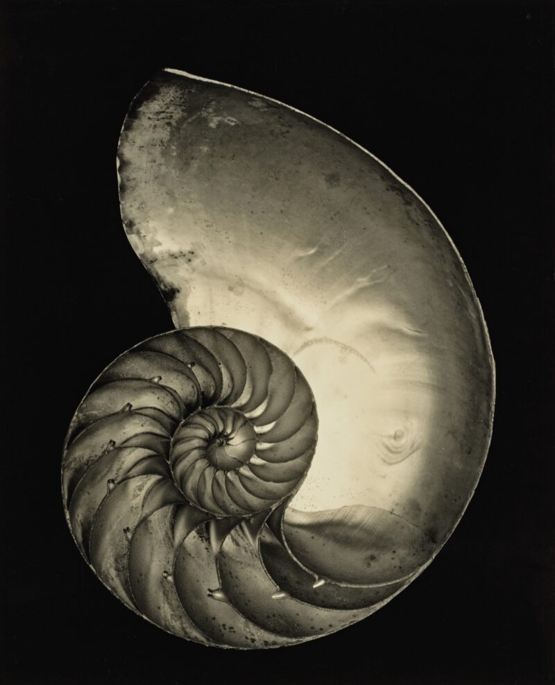 Edward Weston, Muschel, 1927